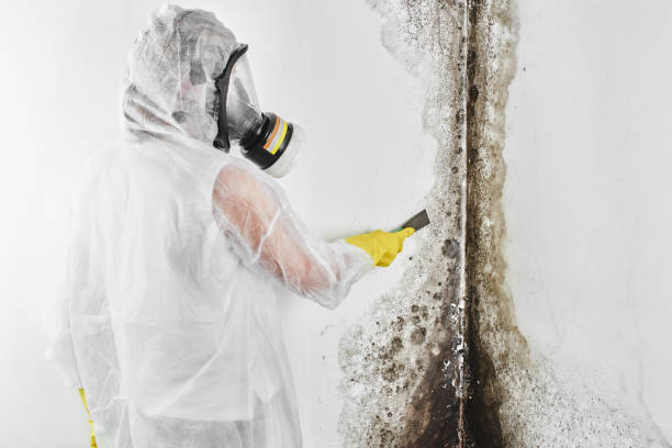 Best Residential Mold Remediation in Killeen, TX