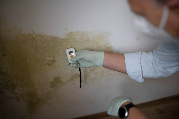 Best Attic Mold Remediation in Killeen, TX