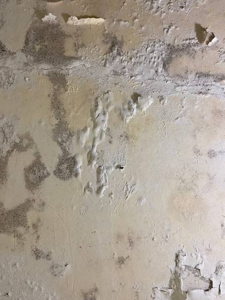 Trusted Killeen, TX Mold Remediation Experts