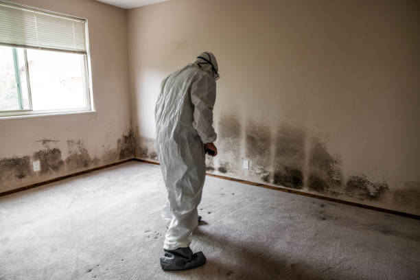 Best Post-Flood Mold Remediation in Killeen, TX