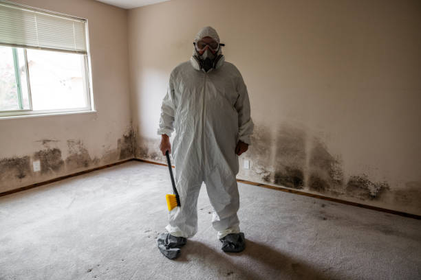 Best Black Mold Remediation in Killeen, TX