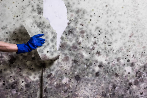 Best Residential Mold Remediation in Killeen, TX